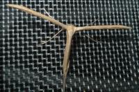 Emmelina monodactyla