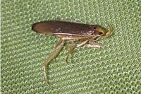 Eurodachtha pallicornella