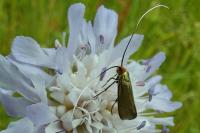 Nemophora metallica