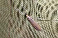 Coleophora flavipennella