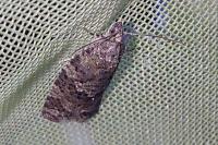 Cnephasia asseclana