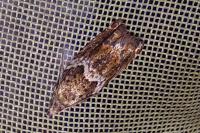 Epinotia abbreviana