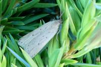 Acompsia antirrhinella/tripunctella