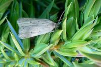 Acompsia antirrhinella/tripunctella