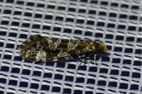 Triaxomera parasitella