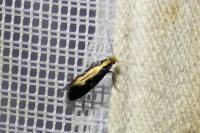 Monopis obviella