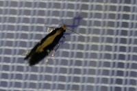 Monopis obviella