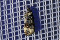Endothenia gr. gentianaeana
