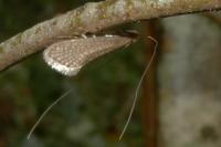 Nematopogon