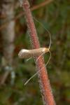 Nematopogon adansoniella