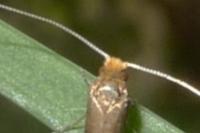Nematopogon adansoniella