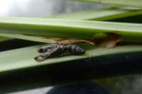 Clepsis unicolorana
