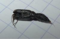 Clepsis unicolorana