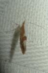 Argyresthia gr. pruniella