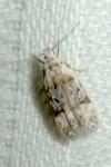 Altenia scriptella