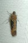 Scrobipalpa costella