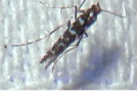 Parectopa ononidis