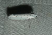 Yponomeuta padella