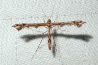Amblyptilia acanthadactyla