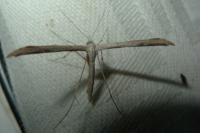 Emmelina monodactyla
