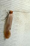Tinea semifulvella