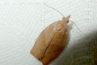 Pandemis heparana