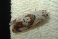 Neocochylis hybridella