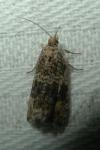 Celypha lacunana