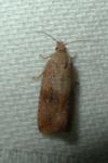 Celypha striana