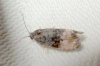 Metendothenia atropunctana