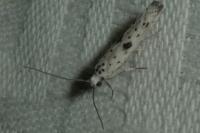Yponomeuta plumbella