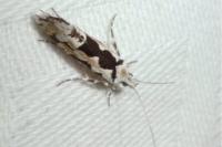 Ypsolopha sequella