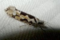 Ypsolopha sequella