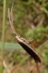 Coleophora albella