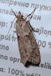 Diurnea fagella