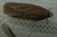 Depressaria daucella