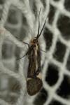 Esperia sulphurella