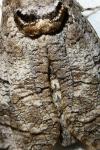 Cossus cossus