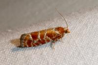 Rhyacionia pinicolana