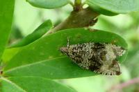 Celypha lacunana