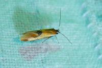 Batia lunaris