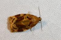 Archips xylosteana