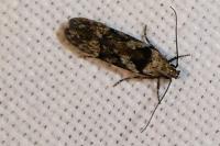 Carpatolechia decorella