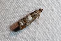 Notocelia trimaculana