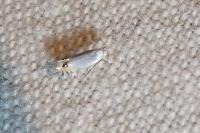 Leucoptera coronillae