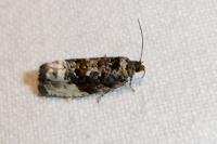 Hedya nubiferana