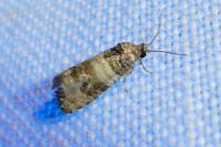 Piniphila bifasciana