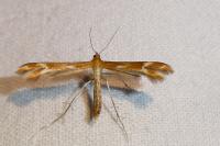 Marasmarcha oxydactyla