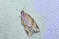 Clepsis consimilana