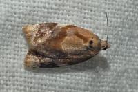 Ditula angustiorana